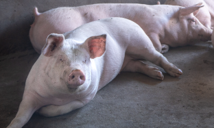 VIÊM KHỚP TRÊN HEO: CẨM NANG CHUYÊN GIA VỀ SỨC KHỎE VẬT NUÔI